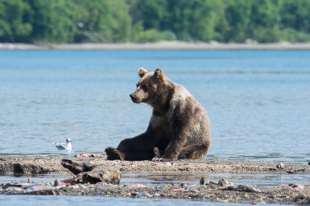 Байкало-Ленский заповедник бурый медведь
