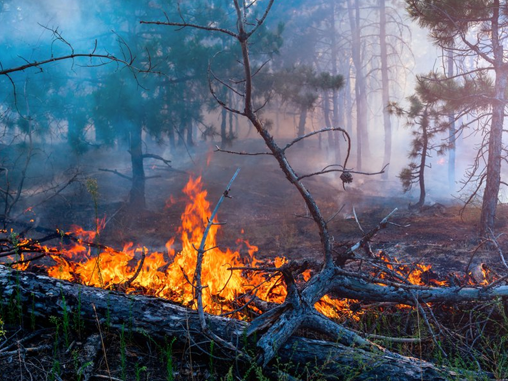 Более 2,5 тысяч гектаров леса горит в Иркутской области