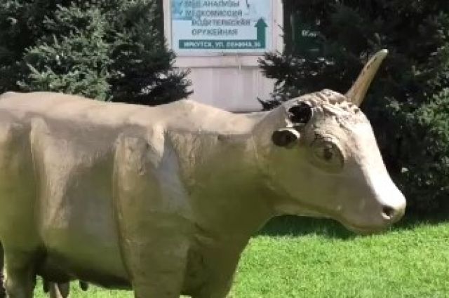 Скульптуру коровы у стомклиники сломали дебоширы