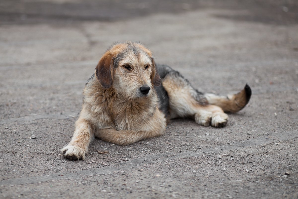Более тысячи бездомных собак отловили в Иркутске за прошлый год