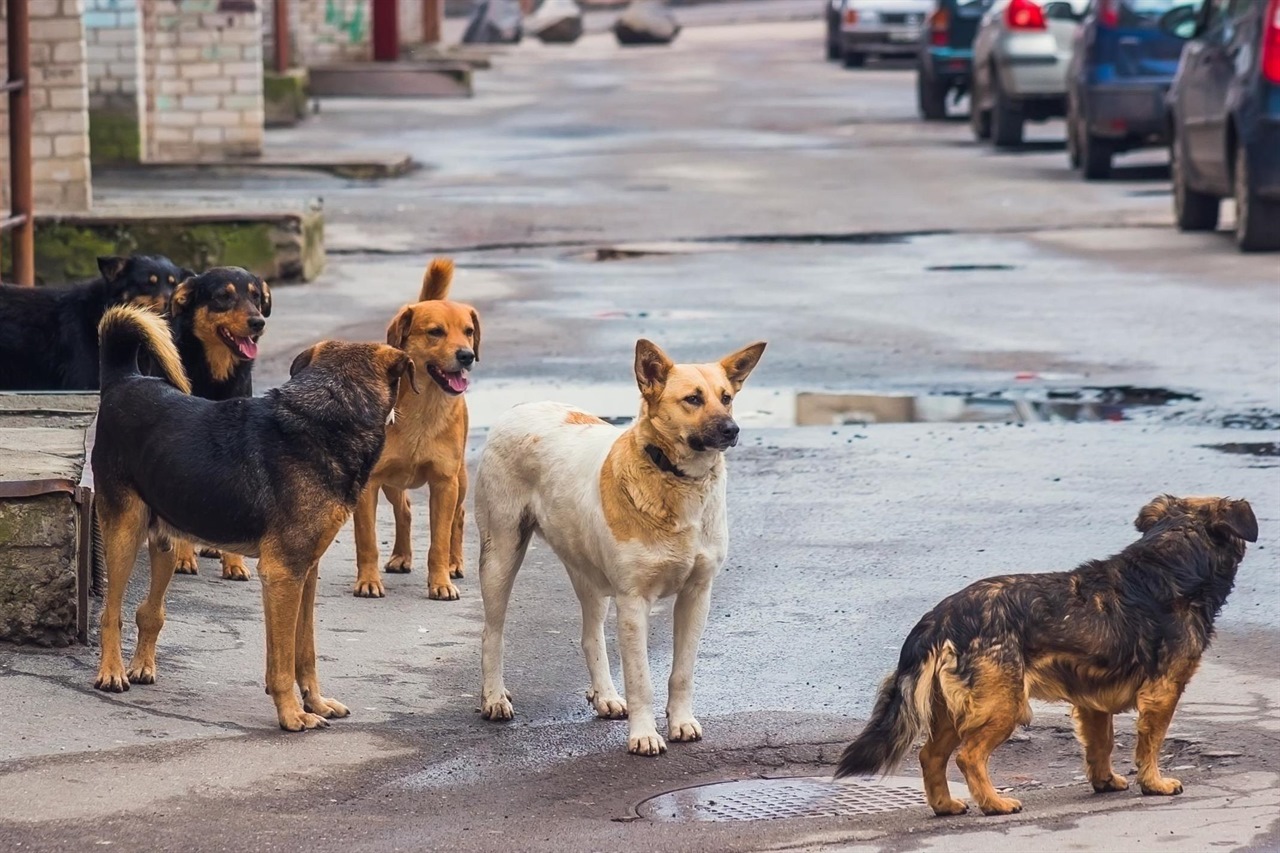 Фото бродячих собак на улице