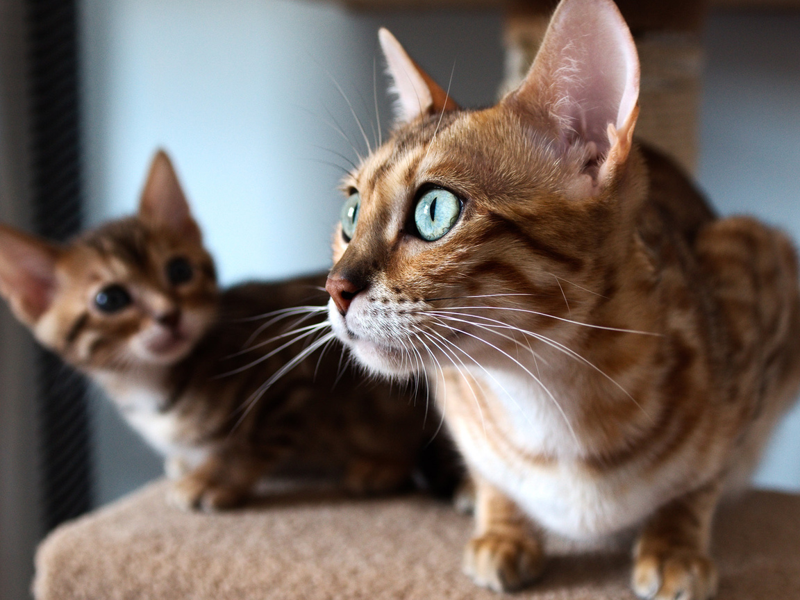 И даже кошки пострадали