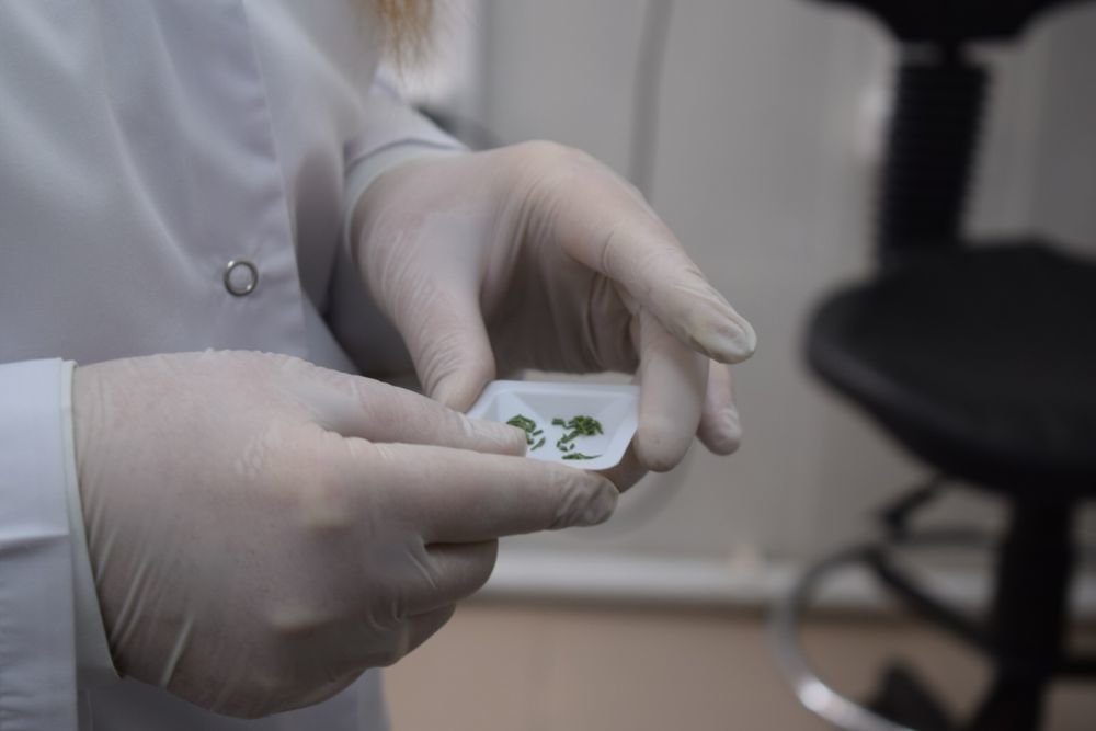 ДНК-лабораторию открыли на Байкале для защиты леса