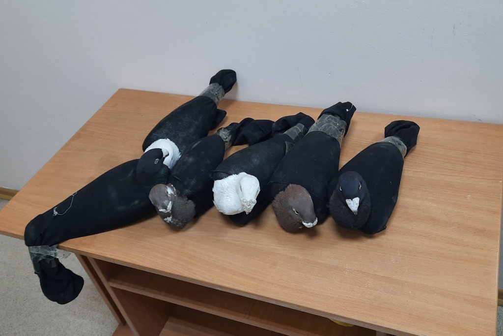 Почтовых голубей задержали на границе с Монголией