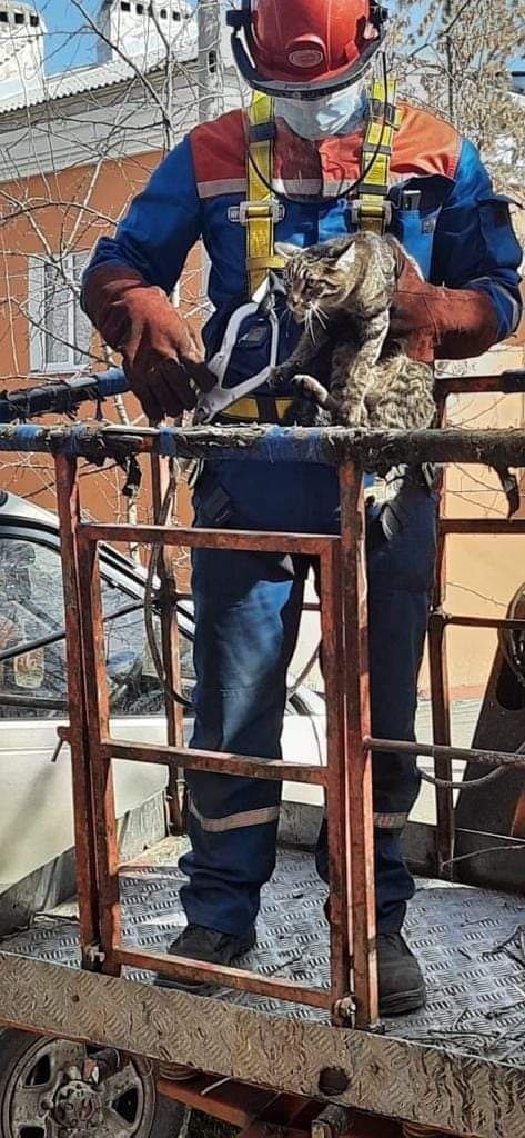Электромонтёр – спаситель котиков