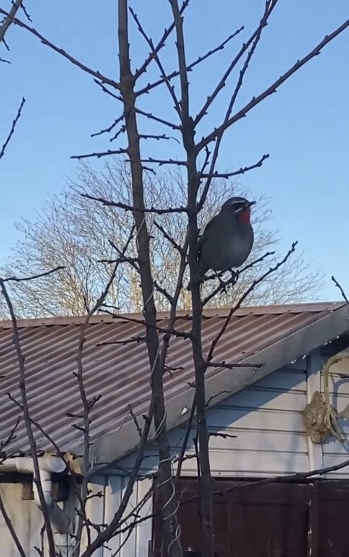 Сибирская птичка стала звездой в Швеции