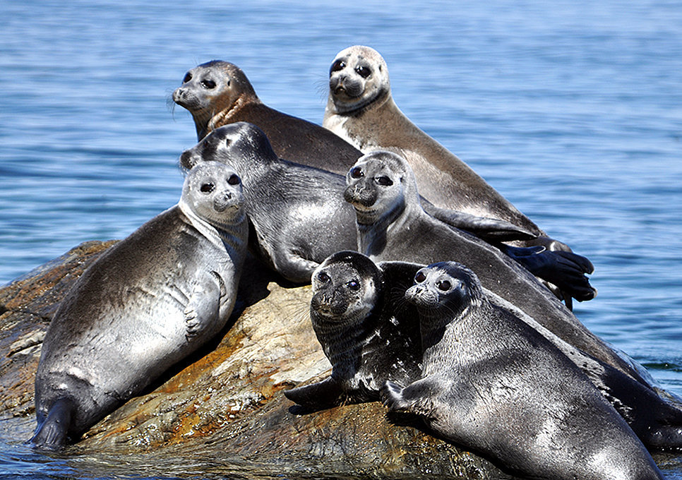 Численность байкальской нерпы выросла на 20-25 тыс. особей