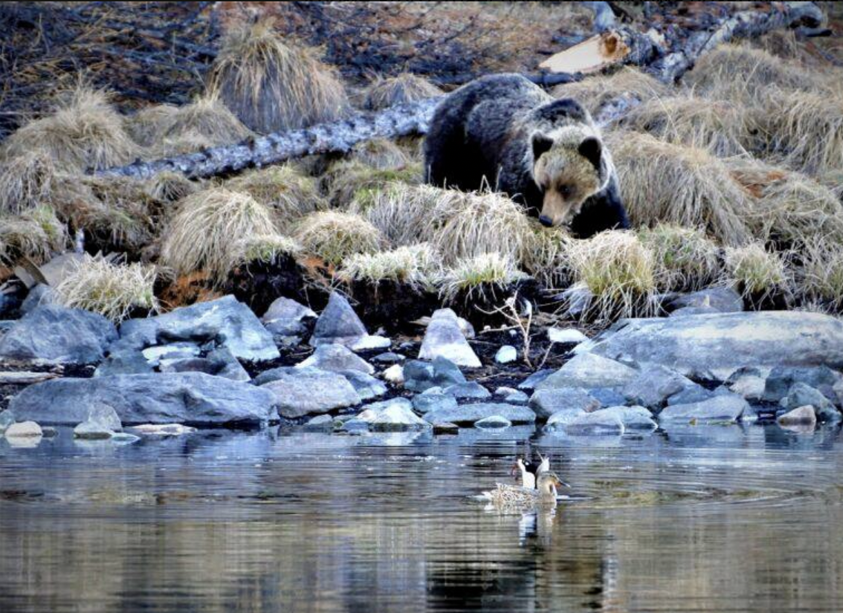 Мишки вышли на большую дорогу