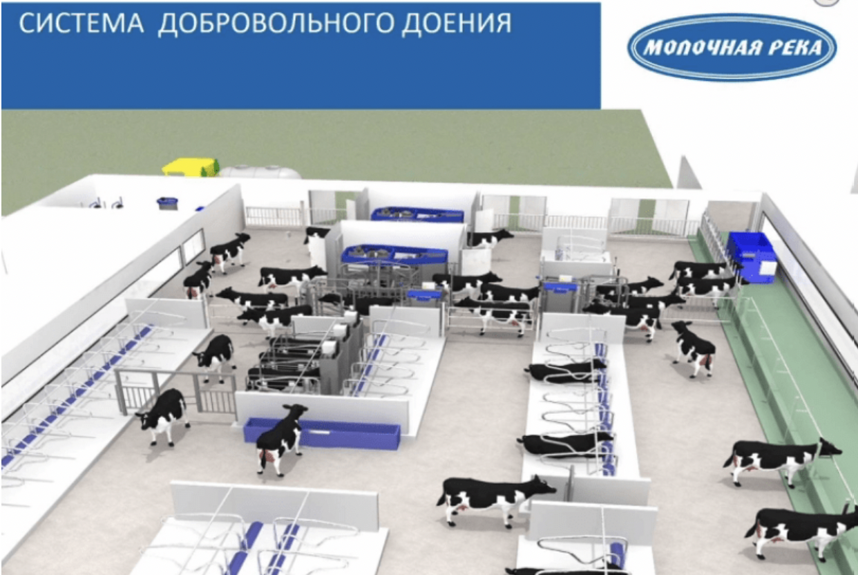 Коров в Иркутской области будут доить роботы