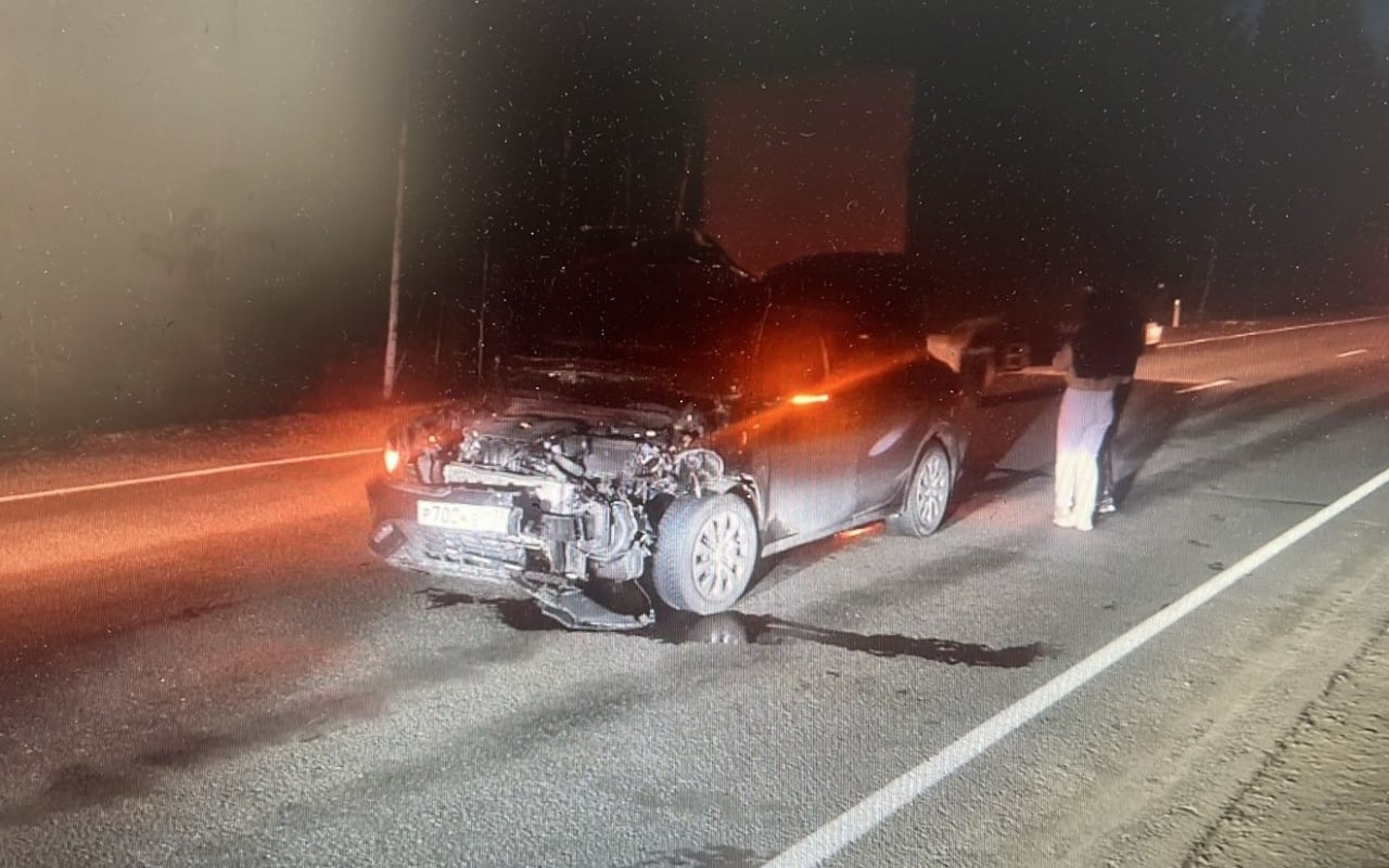 В Братском районе случилось ДТП из-за медведя