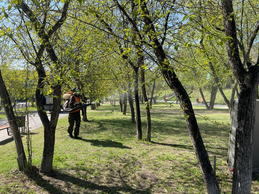 В Иркутске начали обрабатывать деревья от горностаевой моли