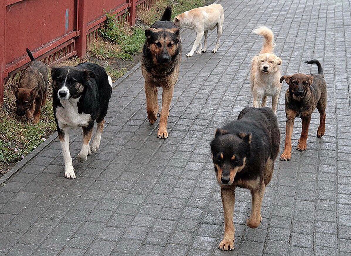 В Приангарье определять агрессивность бездомных собак будут по специальному документу и комиссионно