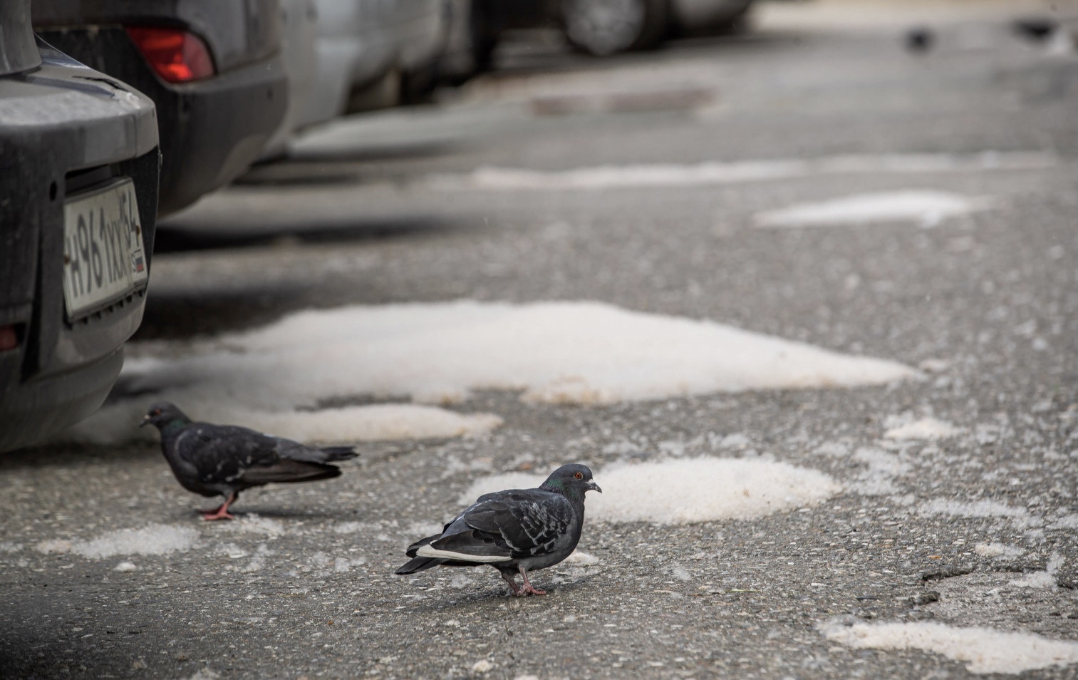 Тополиный пух с иркутских дорог убирают с помощью спецтехники