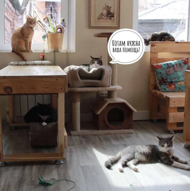 Иркутское котокафе «Время котов» может лишиться дома