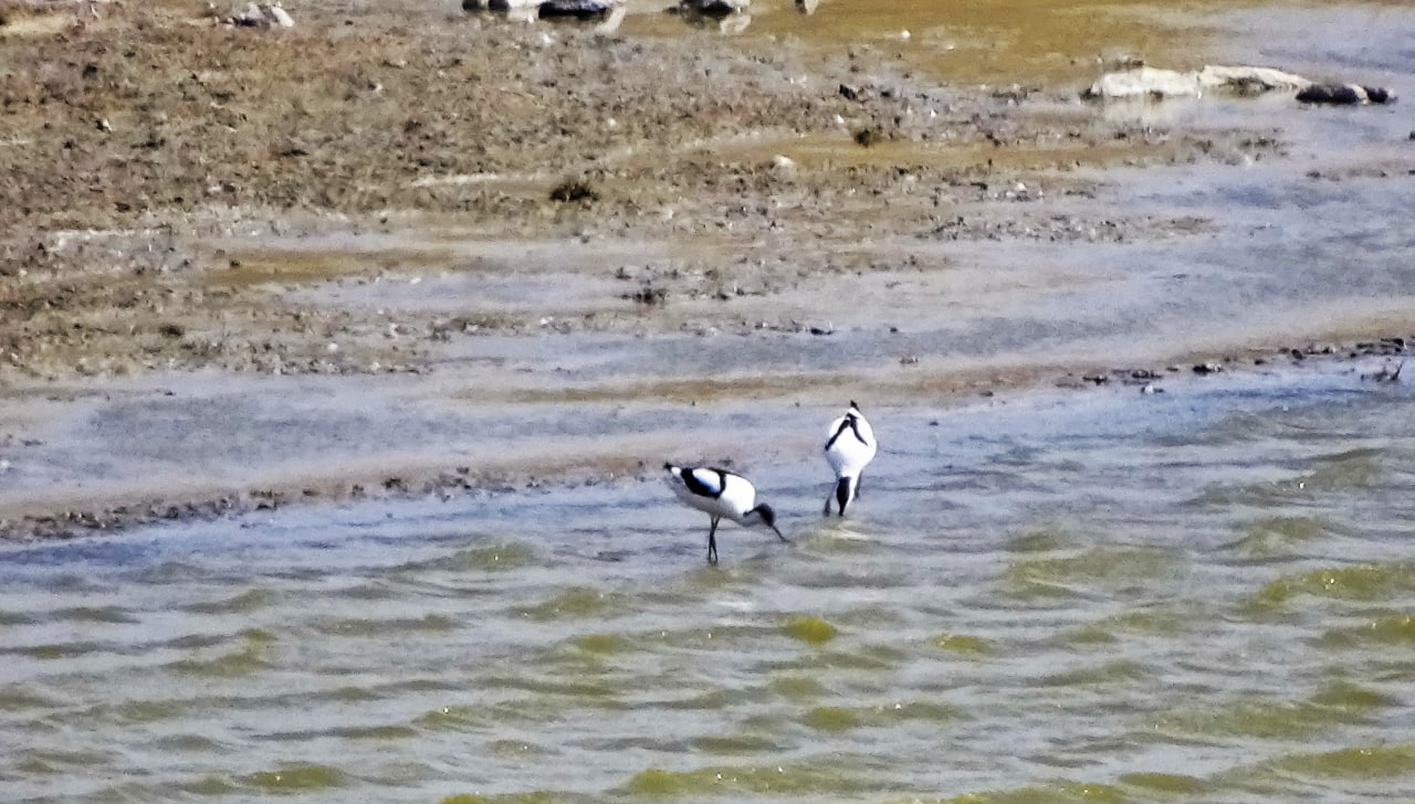 Птицы–краснокнижники прилетели в Прибайкальский нацпарк