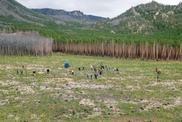 «Лесовосстановительные подвиги»
