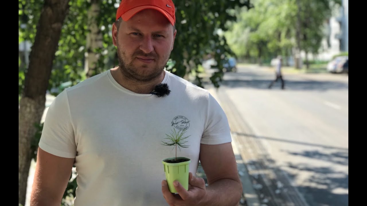 «Если Антоненков так нервничает, значит есть, что скрывать?»