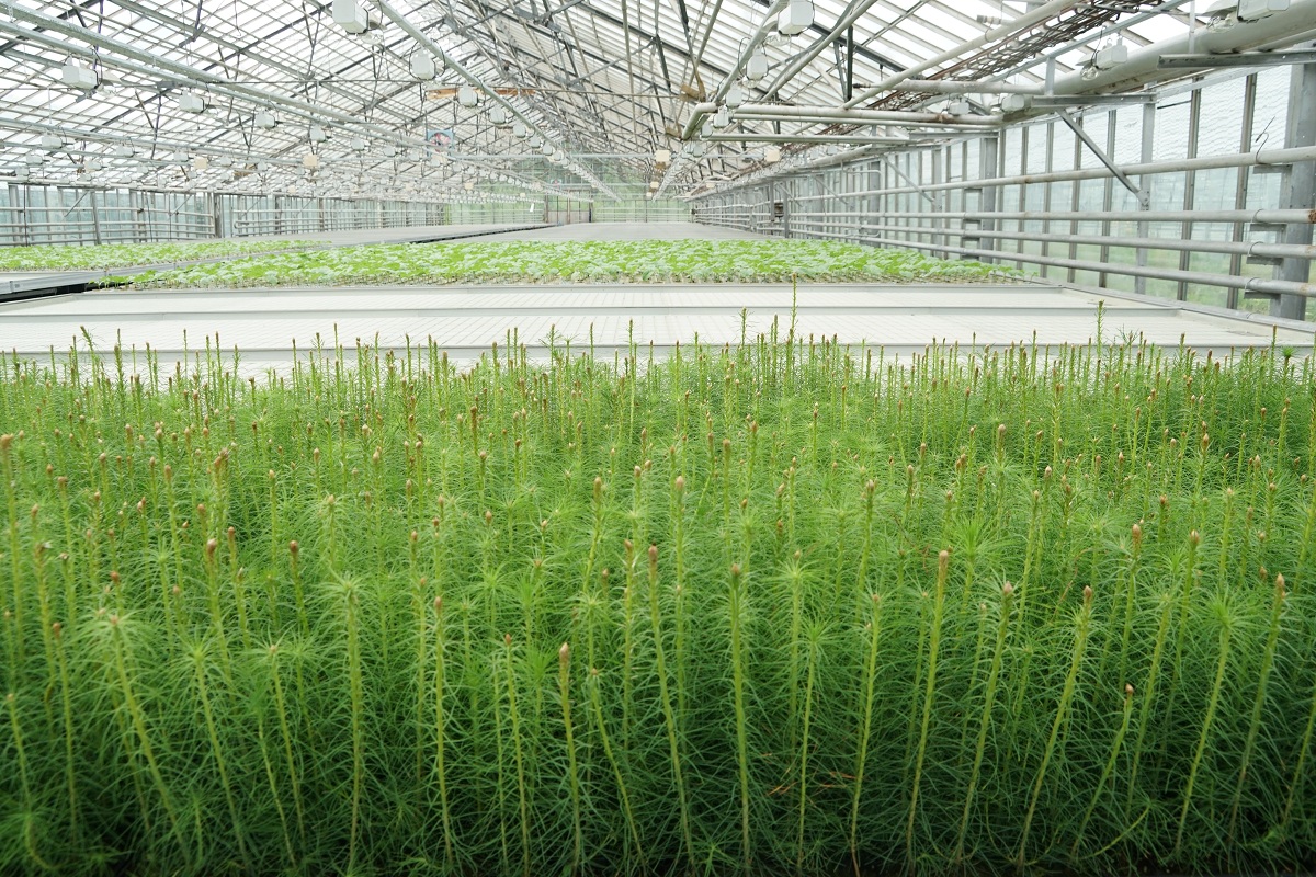 Самый крупный в Сибири лесопитомник построят в Иркутской области