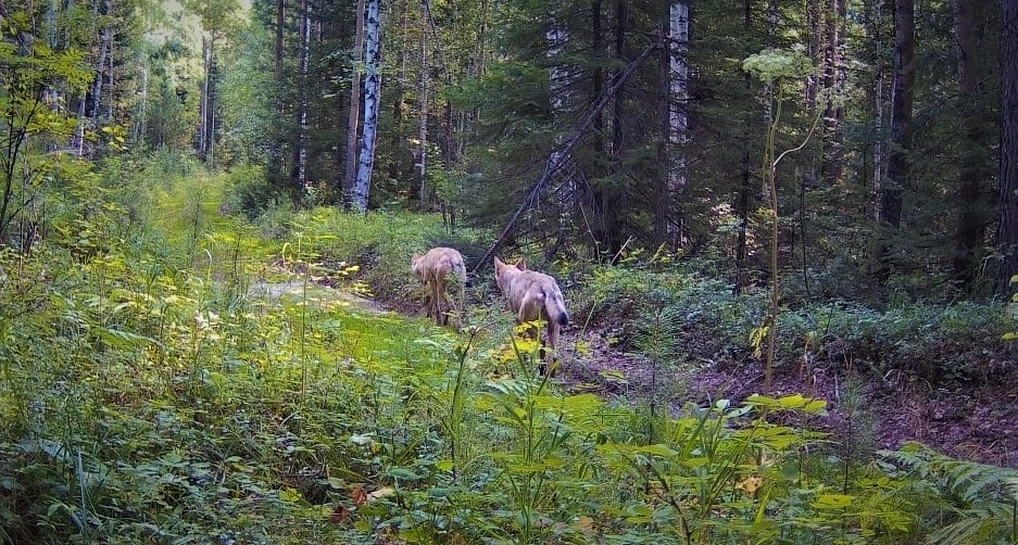 Посетители Прибайкальского нацпарка сообщают о близком соседстве волков