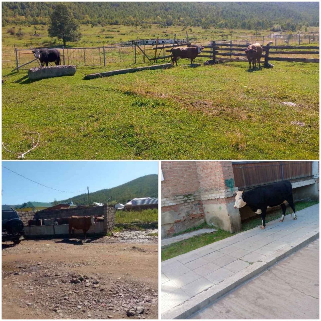 «Штрафстоянка» для коров