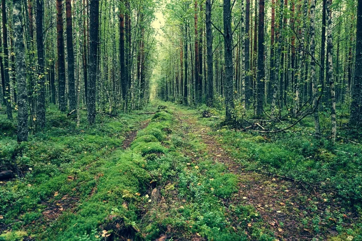 Семья из пятерых человек пропала в тайге в Иркутской области