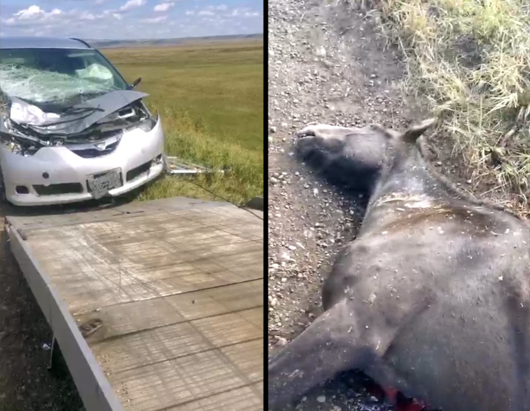 «Лошади, которые убивают»