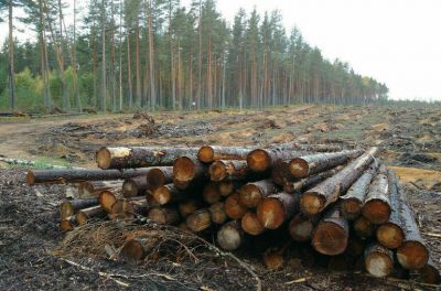 В Приангарье пройдёт эксперимент: выявлять незаконную заготовку леса будет искусственный интеллект