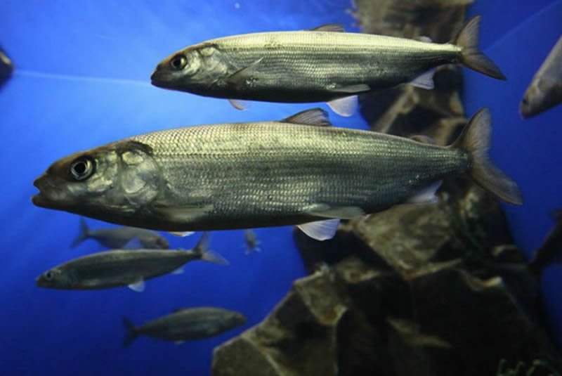 Падение численности омуля прекратилось