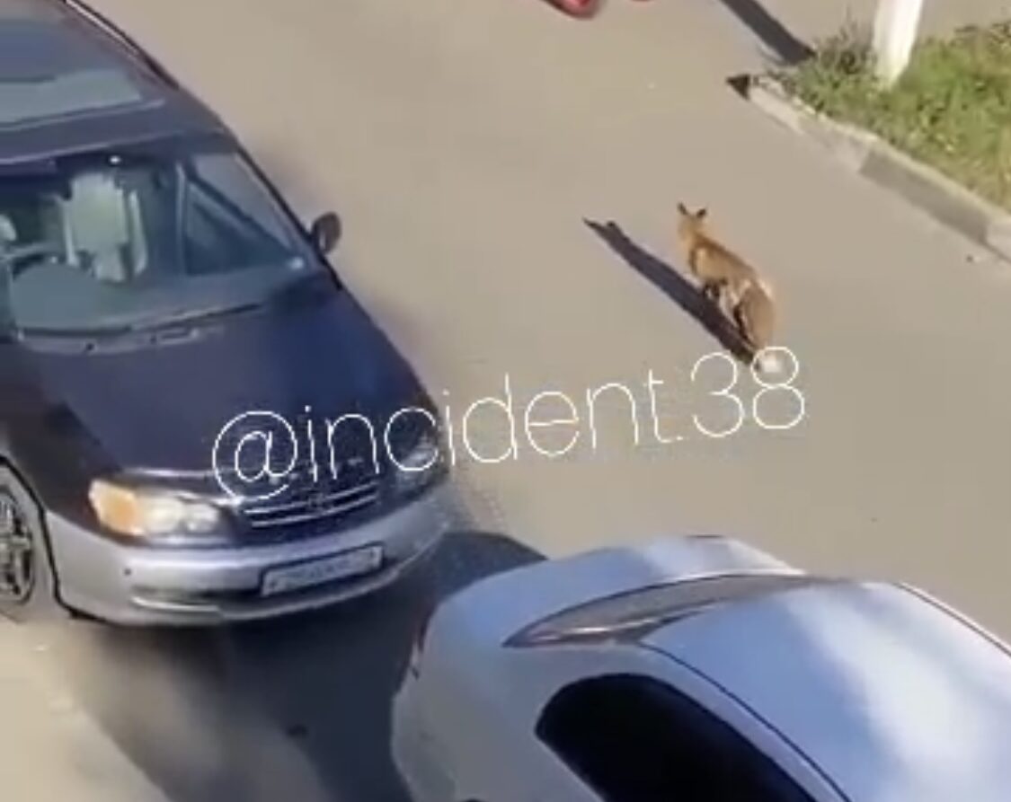 Дикие звери снова на улицах Иркутска (видео)