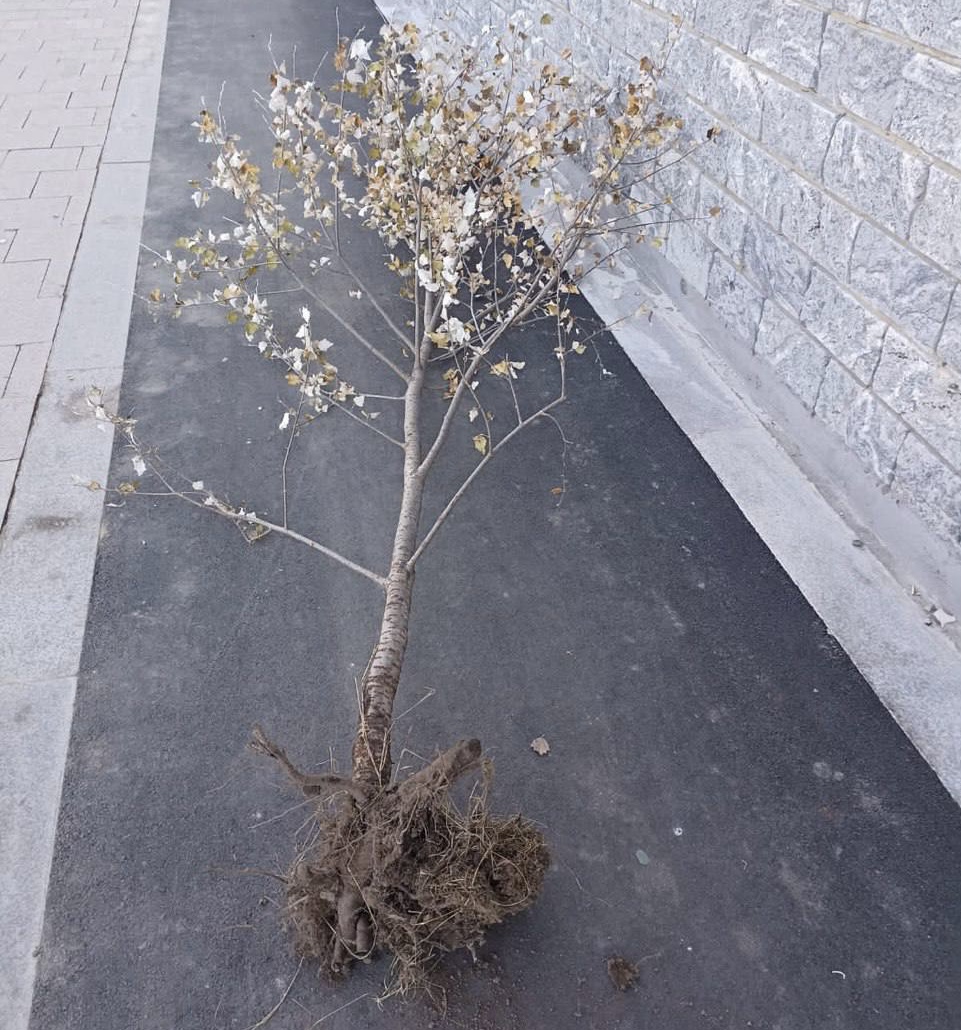 Акты вандализма на недавно благоустроенных территориях в Иркутске