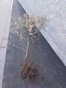 Акты вандализма на недавно благоустроенных территориях в Иркутске