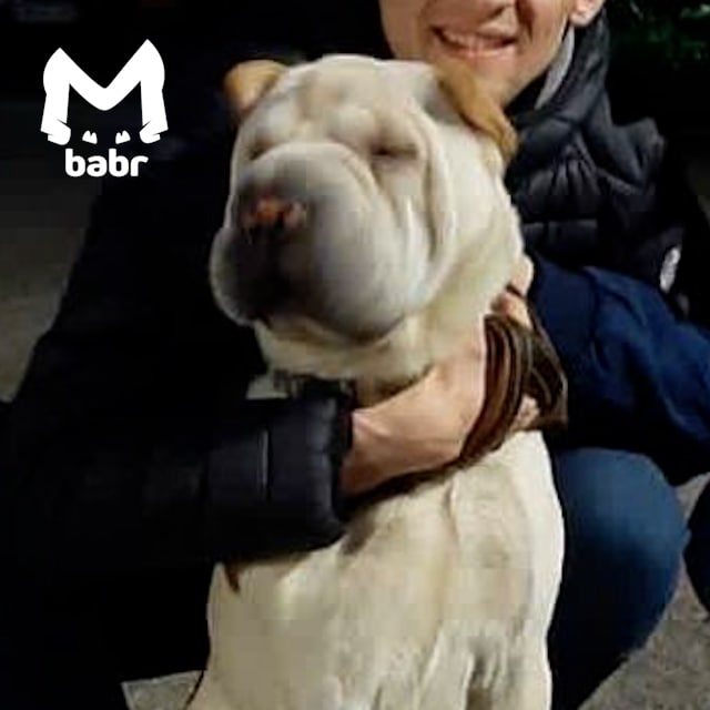 «Агрессивный шарпей не даёт спокойно выходить из дома жильцам пятиэтажки в Иркутске»