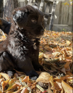 Мэр Черемхово раздает щенков "в добрые руки"