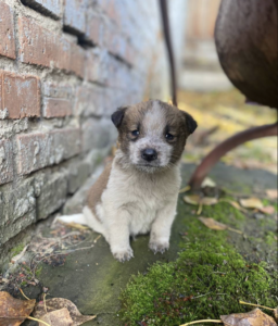 Мэр Черемхово раздает щенков "в добрые руки"