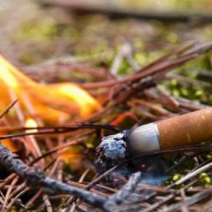 Брошенный окурок обернулся уголовным делом из-за 98 млн ущерба лесу