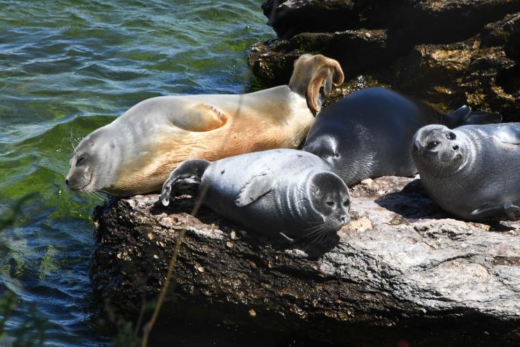 Золотую нерпу заметили на Ушканьих островах на Байкале