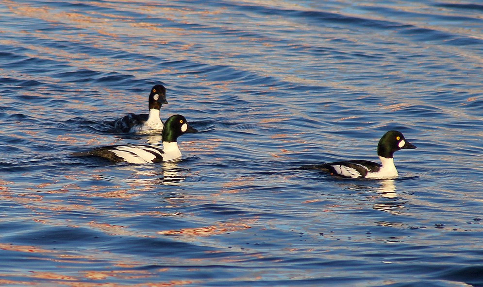 Опасные вирусы обнаружены у байкальских уток