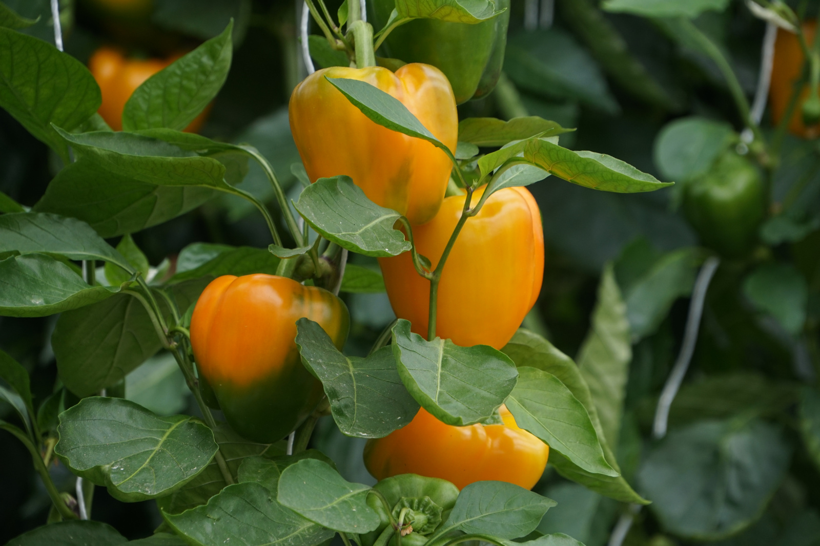 Вертикальную ферму открывают в Иркутске