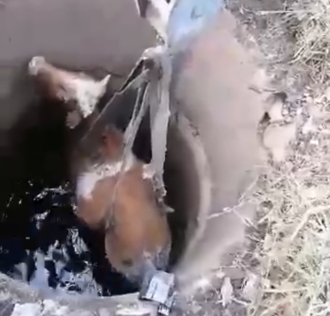 Пожарные спасли корову, провалившуюся в колодец (видео)