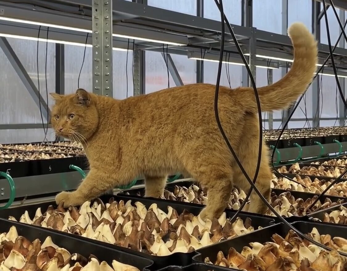 В «Горзеленхозе» появился специалист по отлову мышей (видео)