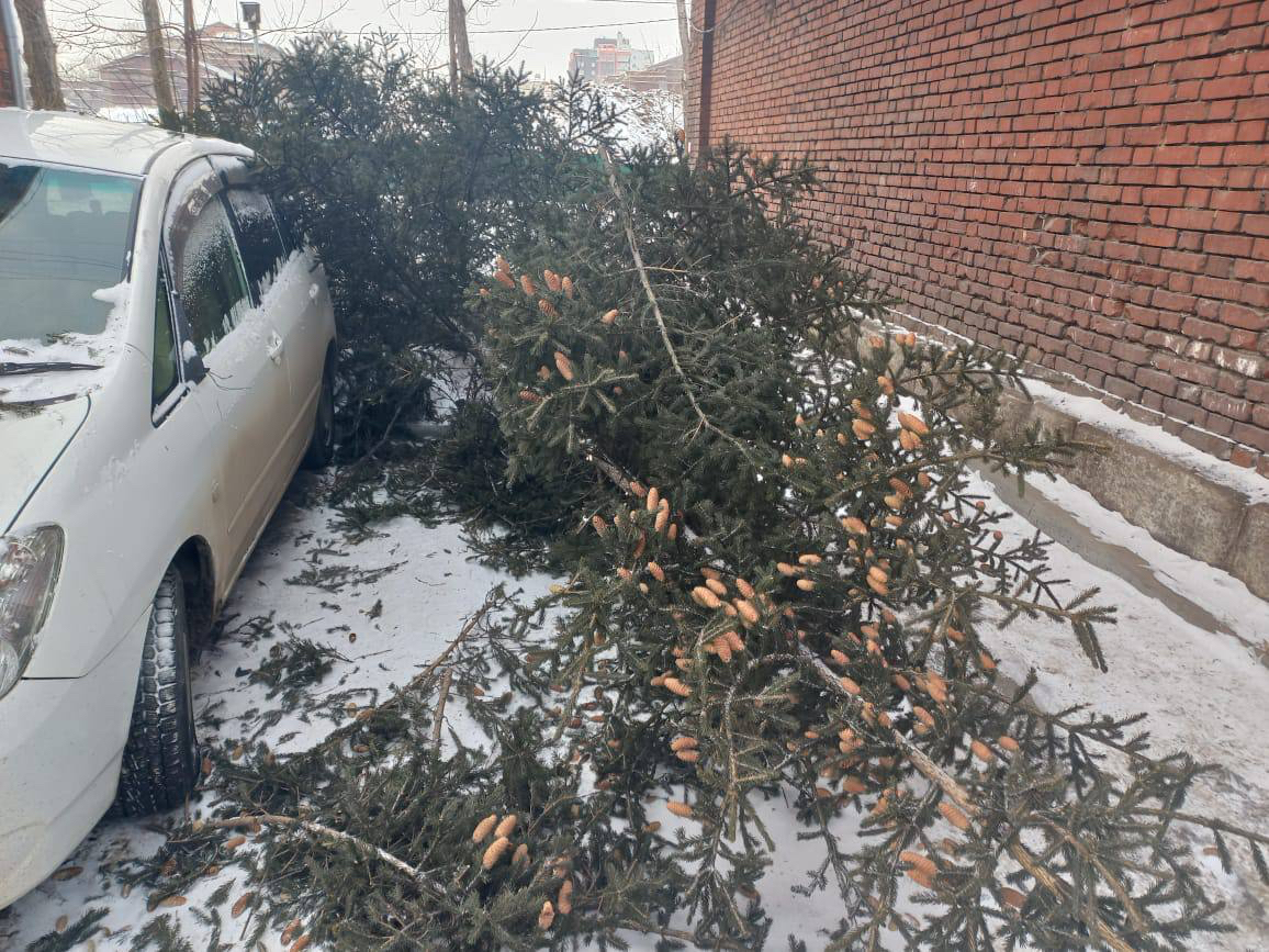 Вандалы срубают ели в Иркутске