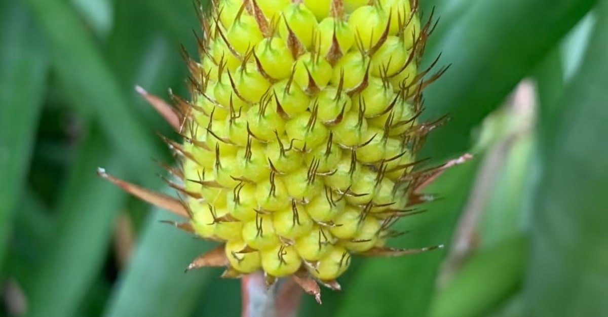 В Ботаническом саду вырос ананас