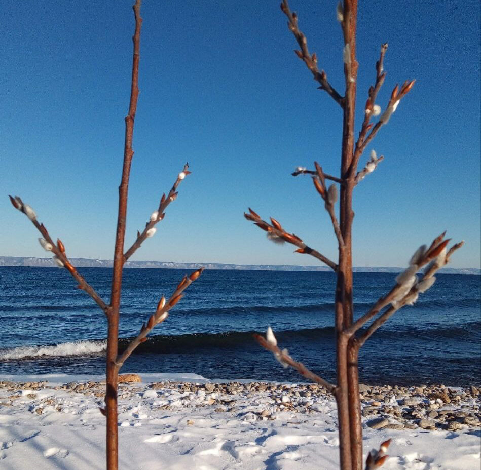 В декабре зацвела верба