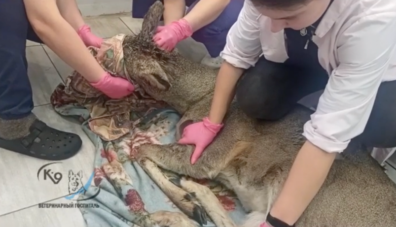 В Маркова на вышедшую из леса косулю напали собаки