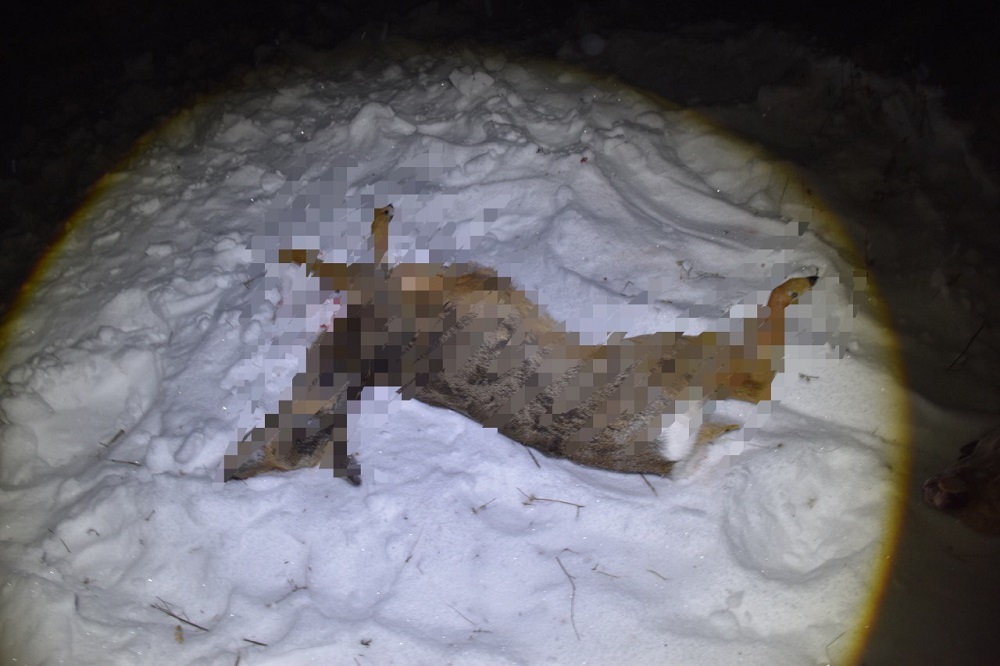 За незаконную охоту задержали четверых жителей Иркутской области