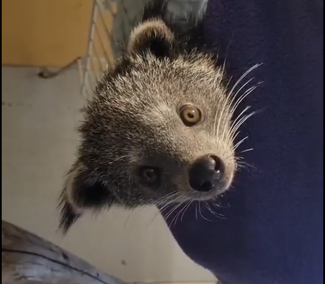 В Иркутской зоогалерее пополнение (видео)
