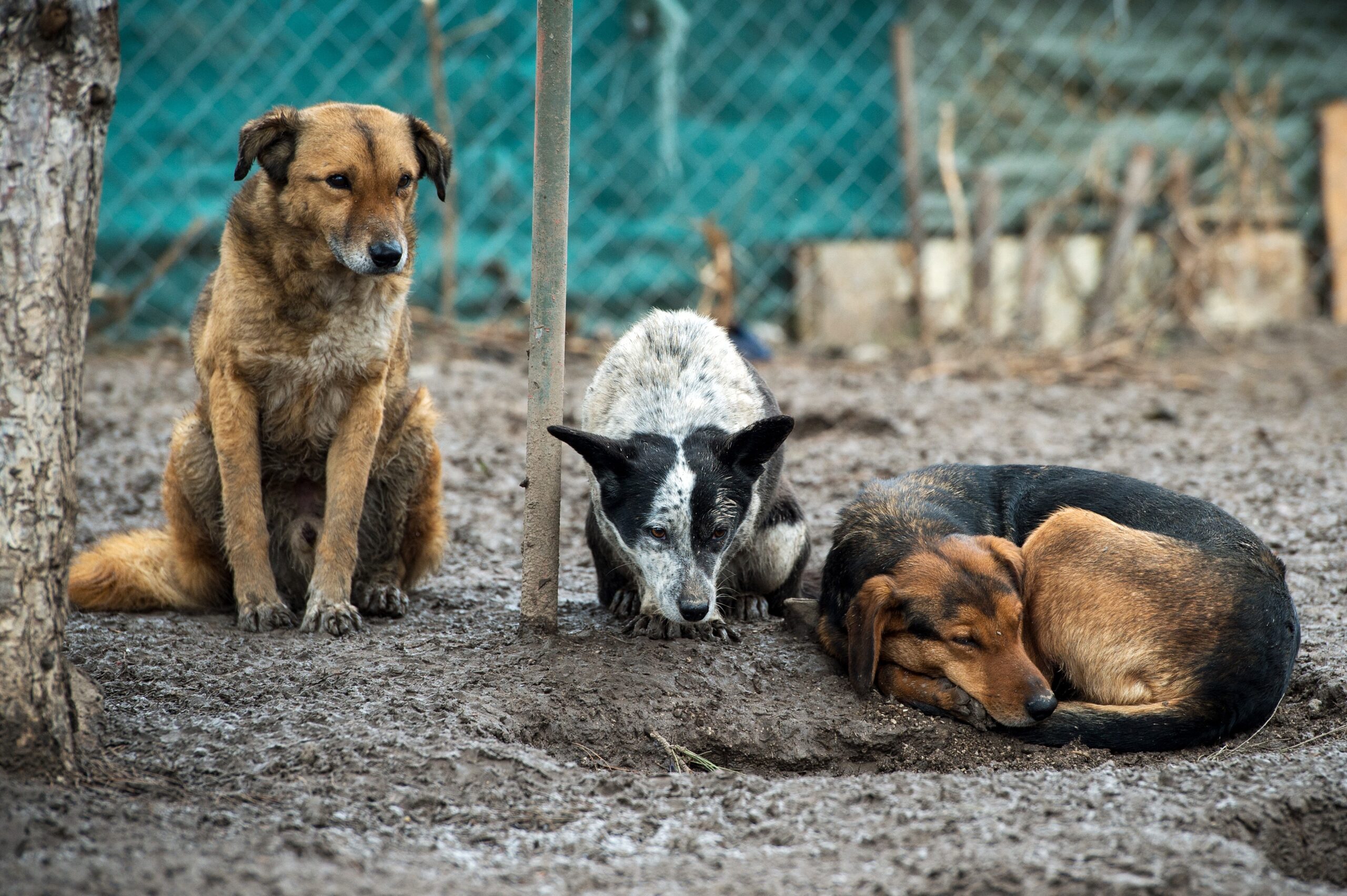 «Законопроект, который предполагает эвтаназию бездомных животных, будет внесен в иркутское Заксобрание в мае»