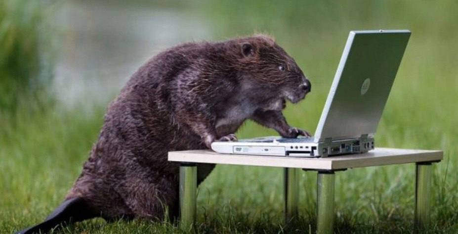 «Бобёр» обеспечит техническую независимость