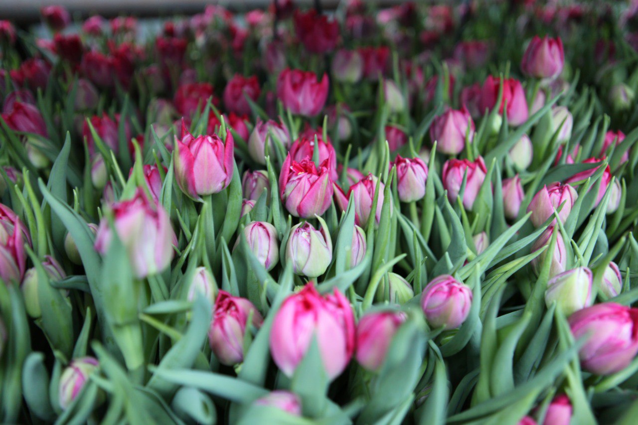 Ко Дню всех влюбленных «Горзеленхоз» вырастил 10 тысяч тюльпанов