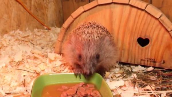 Еж Рембо предсказал теплую весну в Иркутской области